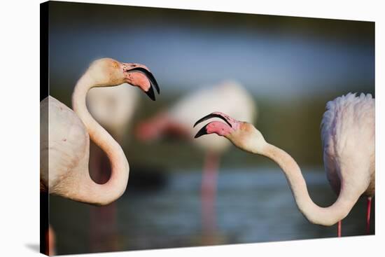 Two Greater Flamingos (Phoenicopterus Roseus) Fighting, Pont Du Gau, Camargue, France, April 2009-Allofs-Stretched Canvas