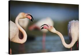 Two Greater Flamingos (Phoenicopterus Roseus) Fighting, Pont Du Gau, Camargue, France, April 2009-Allofs-Stretched Canvas