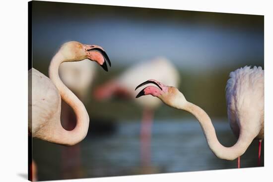 Two Greater Flamingos (Phoenicopterus Roseus) Fighting, Pont Du Gau, Camargue, France, April 2009-Allofs-Stretched Canvas