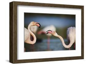 Two Greater Flamingos (Phoenicopterus Roseus) Fighting, Pont Du Gau, Camargue, France, April 2009-Allofs-Framed Photographic Print