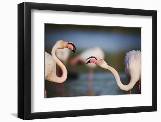 Two Greater Flamingos (Phoenicopterus Roseus) Fighting, Pont Du Gau, Camargue, France, April 2009-Allofs-Framed Photographic Print