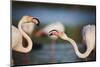 Two Greater Flamingos (Phoenicopterus Roseus) Fighting, Pont Du Gau, Camargue, France, April 2009-Allofs-Mounted Photographic Print