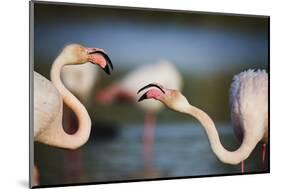 Two Greater Flamingos (Phoenicopterus Roseus) Fighting, Pont Du Gau, Camargue, France, April 2009-Allofs-Mounted Photographic Print