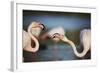 Two Greater Flamingos (Phoenicopterus Roseus) Fighting, Pont Du Gau, Camargue, France, April 2009-Allofs-Framed Photographic Print