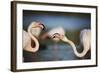 Two Greater Flamingos (Phoenicopterus Roseus) Fighting, Pont Du Gau, Camargue, France, April 2009-Allofs-Framed Photographic Print