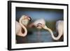 Two Greater Flamingos (Phoenicopterus Roseus) Fighting, Pont Du Gau, Camargue, France, April 2009-Allofs-Framed Photographic Print