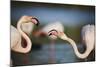 Two Greater Flamingos (Phoenicopterus Roseus) Fighting, Pont Du Gau, Camargue, France, April 2009-Allofs-Mounted Photographic Print