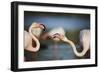 Two Greater Flamingos (Phoenicopterus Roseus) Fighting, Pont Du Gau, Camargue, France, April 2009-Allofs-Framed Photographic Print