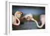 Two Greater Flamingos (Phoenicopterus Roseus) Fighting, Pont Du Gau, Camargue, France, April 2009-Allofs-Framed Photographic Print