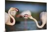 Two Greater Flamingos (Phoenicopterus Roseus) Fighting, Pont Du Gau, Camargue, France, April 2009-Allofs-Mounted Photographic Print