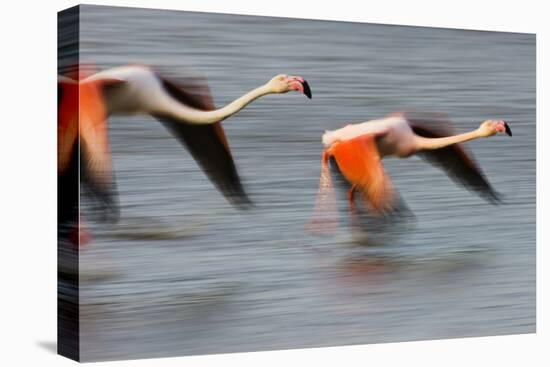 Two Greater Flamingos (Phoenicopterus Roseus) Flying over Lagoon, Camargue, France, April 2009-Allofs-Stretched Canvas