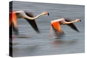 Two Greater Flamingos (Phoenicopterus Roseus) Flying over Lagoon, Camargue, France, April 2009-Allofs-Stretched Canvas