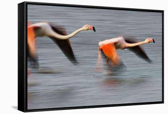 Two Greater Flamingos (Phoenicopterus Roseus) Flying over Lagoon, Camargue, France, April 2009-Allofs-Framed Stretched Canvas