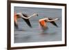 Two Greater Flamingos (Phoenicopterus Roseus) Flying over Lagoon, Camargue, France, April 2009-Allofs-Framed Photographic Print