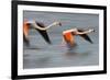 Two Greater Flamingos (Phoenicopterus Roseus) Flying over Lagoon, Camargue, France, April 2009-Allofs-Framed Photographic Print