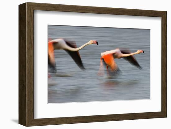 Two Greater Flamingos (Phoenicopterus Roseus) Flying over Lagoon, Camargue, France, April 2009-Allofs-Framed Photographic Print