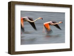 Two Greater Flamingos (Phoenicopterus Roseus) Flying over Lagoon, Camargue, France, April 2009-Allofs-Framed Photographic Print
