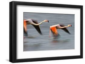 Two Greater Flamingos (Phoenicopterus Roseus) Flying over Lagoon, Camargue, France, April 2009-Allofs-Framed Photographic Print