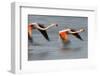 Two Greater Flamingos (Phoenicopterus Roseus) Flying over Lagoon, Camargue, France, April 2009-Allofs-Framed Photographic Print