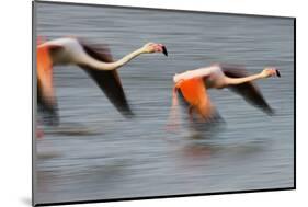 Two Greater Flamingos (Phoenicopterus Roseus) Flying over Lagoon, Camargue, France, April 2009-Allofs-Mounted Photographic Print