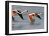 Two Greater Flamingos (Phoenicopterus Roseus) Flying over Lagoon, Camargue, France, April 2009-Allofs-Framed Photographic Print