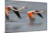 Two Greater Flamingos (Phoenicopterus Roseus) Flying over Lagoon, Camargue, France, April 2009-Allofs-Mounted Photographic Print