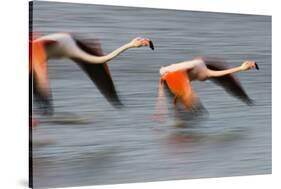 Two Greater Flamingos (Phoenicopterus Roseus) Flying over Lagoon, Camargue, France, April 2009-Allofs-Stretched Canvas