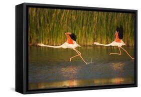 Two Greater Flamingos (Phoenicopterus Roseus) Taking Off from Lagoon, Camargue, France, May 2009-Allofs-Framed Stretched Canvas