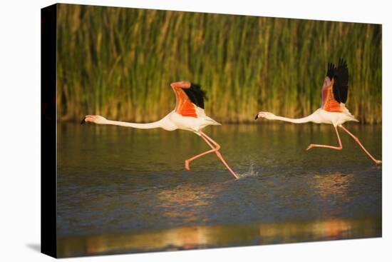 Two Greater Flamingos (Phoenicopterus Roseus) Taking Off from Lagoon, Camargue, France, May 2009-Allofs-Stretched Canvas