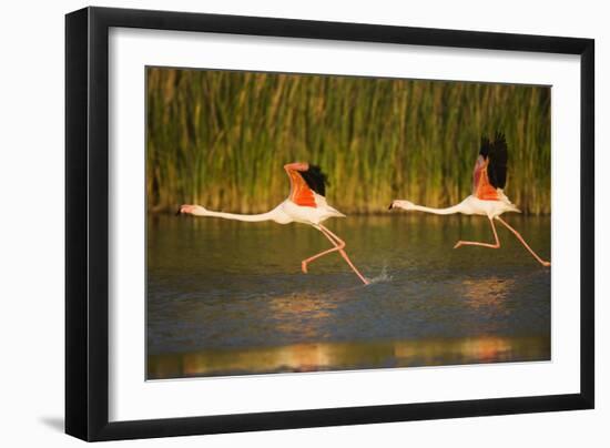 Two Greater Flamingos (Phoenicopterus Roseus) Taking Off from Lagoon, Camargue, France, May 2009-Allofs-Framed Photographic Print