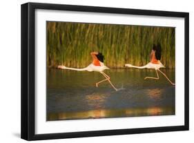 Two Greater Flamingos (Phoenicopterus Roseus) Taking Off from Lagoon, Camargue, France, May 2009-Allofs-Framed Photographic Print