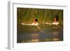 Two Greater Flamingos (Phoenicopterus Roseus) Taking Off from Lagoon, Camargue, France, May 2009-Allofs-Framed Photographic Print