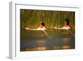 Two Greater Flamingos (Phoenicopterus Roseus) Taking Off from Lagoon, Camargue, France, May 2009-Allofs-Framed Photographic Print