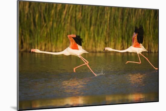 Two Greater Flamingos (Phoenicopterus Roseus) Taking Off from Lagoon, Camargue, France, May 2009-Allofs-Mounted Photographic Print