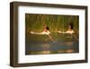 Two Greater Flamingos (Phoenicopterus Roseus) Taking Off from Lagoon, Camargue, France, May 2009-Allofs-Framed Photographic Print