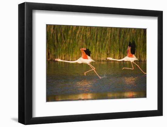 Two Greater Flamingos (Phoenicopterus Roseus) Taking Off from Lagoon, Camargue, France, May 2009-Allofs-Framed Photographic Print