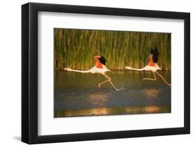 Two Greater Flamingos (Phoenicopterus Roseus) Taking Off from Lagoon, Camargue, France, May 2009-Allofs-Framed Photographic Print