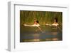 Two Greater Flamingos (Phoenicopterus Roseus) Taking Off from Lagoon, Camargue, France, May 2009-Allofs-Framed Photographic Print