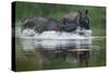 two greater one-horned rhinoceros splashing in river, nepal-karine aigner-Stretched Canvas