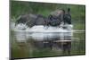 two greater one-horned rhinoceros splashing in river, nepal-karine aigner-Mounted Photographic Print