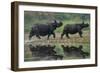 two greater one-horned rhinoceros walking out of river, nepal-karine aigner-Framed Photographic Print