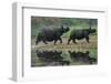 two greater one-horned rhinoceros walking out of river, nepal-karine aigner-Framed Photographic Print