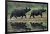 two greater one-horned rhinoceros walking out of river, nepal-karine aigner-Framed Photographic Print