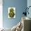 Two Green Artichokes-Alain Caste-Photographic Print displayed on a wall