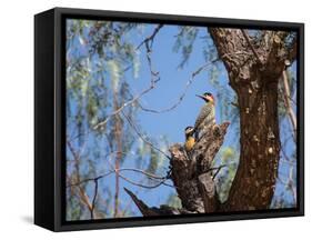 Two Green Barred Woodpeckers Perching in a Tree-Alex Saberi-Framed Stretched Canvas
