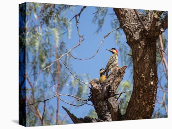 Two Green Barred Woodpeckers Perching in a Tree-Alex Saberi-Stretched Canvas