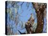 Two Green Barred Woodpeckers Perching in a Tree-Alex Saberi-Stretched Canvas