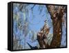 Two Green Barred Woodpeckers Perching in a Tree-Alex Saberi-Framed Stretched Canvas