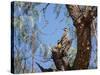 Two Green Barred Woodpeckers Perching in a Tree-Alex Saberi-Stretched Canvas