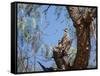 Two Green Barred Woodpeckers Perching in a Tree-Alex Saberi-Framed Stretched Canvas